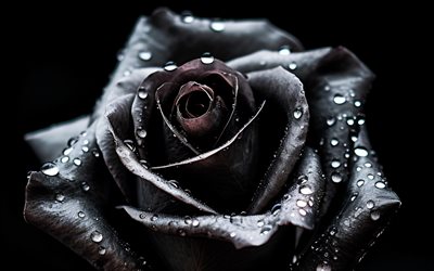 bocciolo di rose nere, 4k, rugiada, macro, sfondi con rose, bellissimi fiori, sfondi di rose, avvicinamento, rosa nera, rose nere, rose