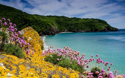 coast, ocean, waves, flowers, United Kingdom, Lantic Bay, Cornwall, Trifolium