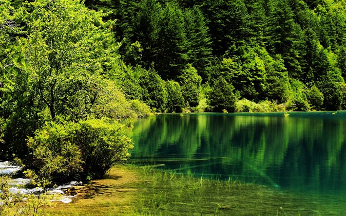 湖, 森林, 水, 緑の木々, jiuzhaigou国立公園, 中国
