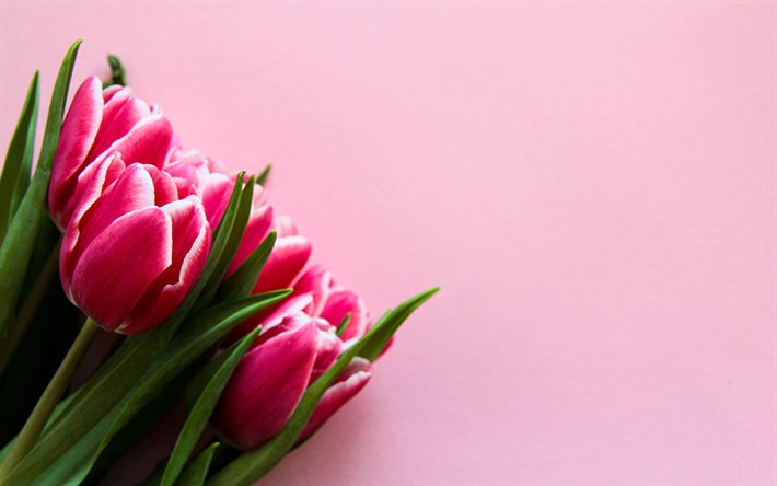 tulipas rosa, 4k, bokeh, buquê de tulipas, flores da primavera, macro, flores cor de rosa, tulipas, fundamentos rosa, flores bonitas, antecedentes com tulipas, brotos coloridos