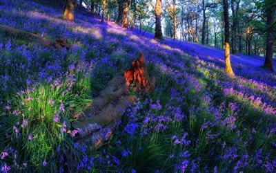 Trossachs, orman, yamaç, çiçekler, yaz, İskoçya