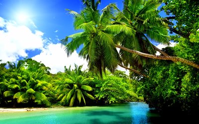 trópicos, 4k, la playa, el mar, el paraíso, los árboles de palma