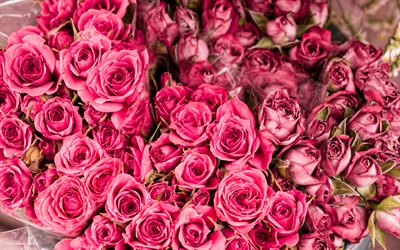 bouquet de roses, 4k, roses roses, gros plan, bouquet rose, roses, bouquet des mariées, contexte avec des roses