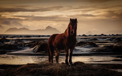 Icelandic horse, coast, brown horse, Iceland, wild animals, wild horses, beautiful horse