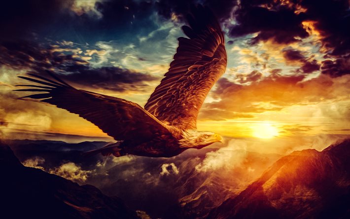 águila en el cielo, águila calva, noche, atardecer, aves de presa, eeuu, águilas, pájaros pintados, símbolo de los estados unidos