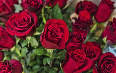rosas burdeos, 4k, hermosas flores, rosas, ramo de rosas, fondo con rosas burdeos, flores de color burdeos