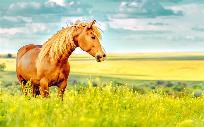 brun häst på ängen, vilda blommor, kväll, solnedgång, hästar, vilda djur och växter, äng, vacker häst