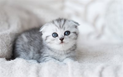 スコティッシュフォールドの子猫, 小さな灰色の子猫, 小さな猫, 垂れ耳, かわいい動物, ペット, 猫, スコティッシュフォールド, クパリ, かわいい子猫, 灰色の猫