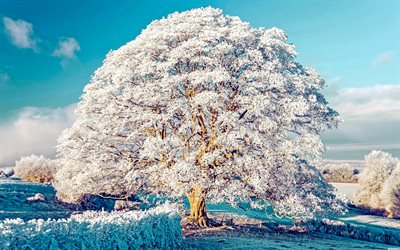 눈 덮힌 나무, 4k, 겨울 풍경, 눈, 겨울, 저녁, 일몰, 들판의 나무