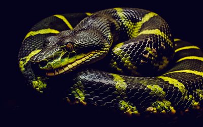 serpent, reptiles, fond de serpent, python, python réticulé, animaux dangereux, 2025 année du serpent