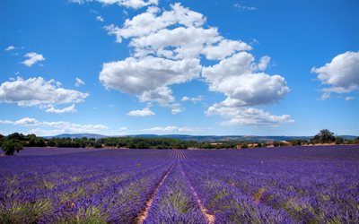 laventeli, sininen taivas, pilvet, laventelikenttä