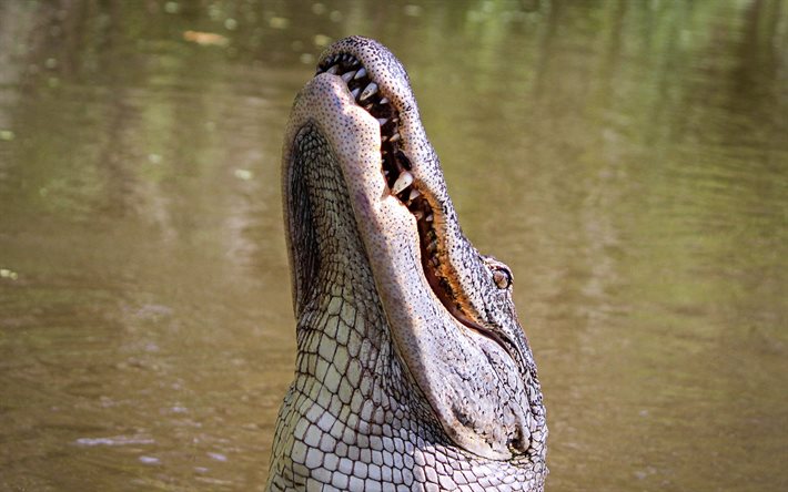 alligator, crocodile, rivière, chute