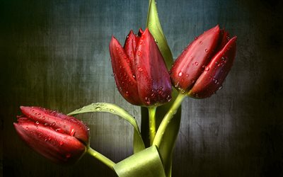 red tulips, bouquet, buds, drops, spring