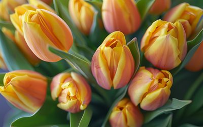 orange tulips, wild flowers, tulip bouquet, orange flowers, tulips, tulip background