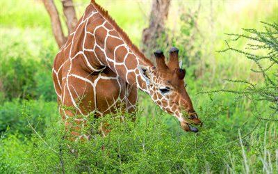 girafe, faune, savane, nourriture pour la girafe, animaux africains, girafes, afrique