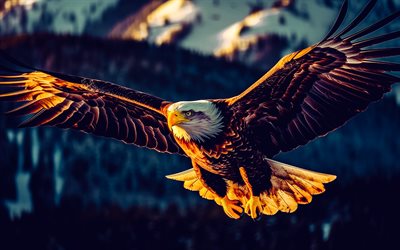 白頭ワシ, 獲物の鳥, 飛行中のワシ, halaetus leucocephalus, アメリカのシンボル, アメリカの鳥, 北米, アメリカ合衆国, イーグルス