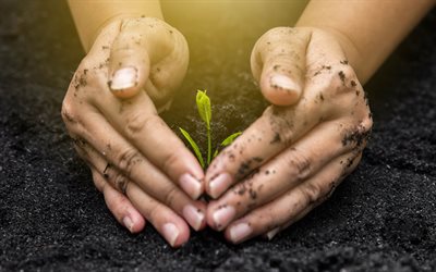 cuide da natureza, 4k, mãos cobrindo um broto verde, proteger a terra, cuide da terra, conceitos ecológicos, ecologia, ambiente