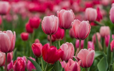 Tulipanes de color rosa, flores silvestres, flores rosas, tulipanes