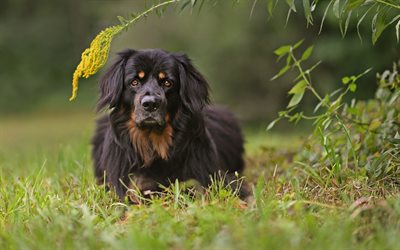 Hovawart, black dog, German dog breed, dog in the grass, beautiful dogs, pets, dogs