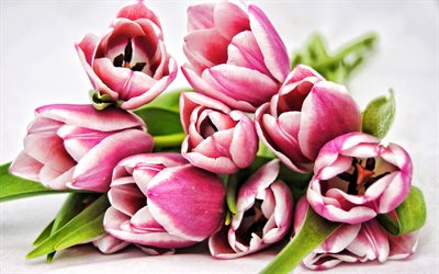 vaaleanpunaiset ja valkoiset tulppaanit, valkoinen tausta, kevään kukkia, tulppaanikimppu, tausta tulppaanien kanssa, vaaleanpunaiset tulppaanit