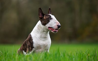 Bull Terrier, green grass, dogs, English Bull Terrier, Bully, small dogs, fighting dogs, pets