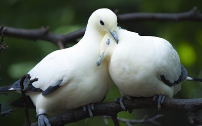 white doves, couple, birds
