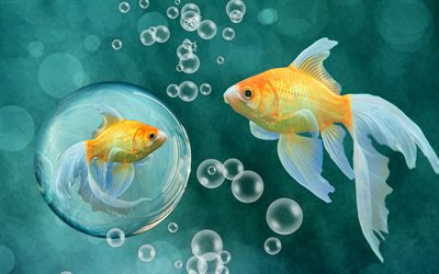 goldfish, blue background, fish, underwater