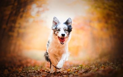 Australian Shepherd, running dog, cute animals, autumn, Aussie, pets, bokeh, dogs, Australian Shepherd Dog, Aussie Dog