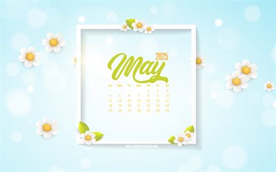 2025 may calendar, 4k, sfondi primaverili, margherite, 2025 concetti, maggio, sfondo con margherite, calendario del maggio 2025