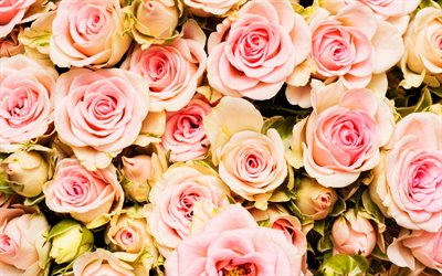 4k, roses roses, gros plan, bouquet de roses, belles fleurs, bouquet rose, roses, bouquet des mariées, contexte avec des roses