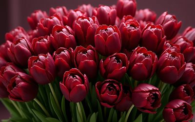 Bouquet of maroon tulips, 4K, pink background, spring bouquet, tulips, spring flowers, maroon tulips, large bouquet of tulips