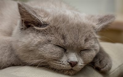 cat, fluffy cat, gray cat, pets, sleeping cat