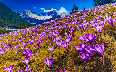 Alps, crocuses, spring, mounains, purple flowers