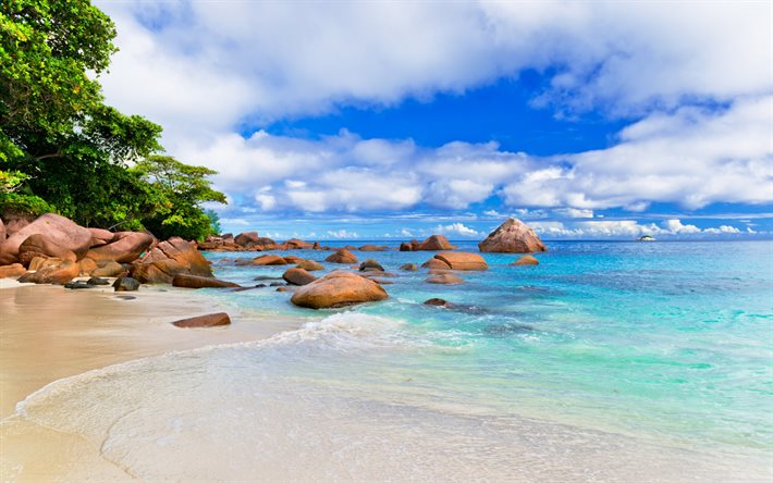 Tropik adalar, yaz, okyanus, avuç içi, plaj, yaz tatili