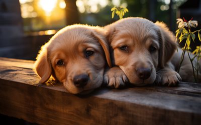 4k, zwei welpen, bokeh, golden retriever, süße tiere, labrador, süße hunde, sonnenuntergang, haustiere, hunde, welpen, golden retriever hund