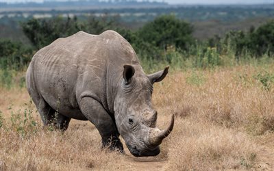 Southern white rhinoceros, 4k, African rhinoceros, wildlife, wild animals, rhinoceros, Africa, southern white rhino, Ceratotherium simum simum, white rhinoceros