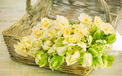 la primavera, los tulipanes, los narcisos, cesta de flores, flores blancas
