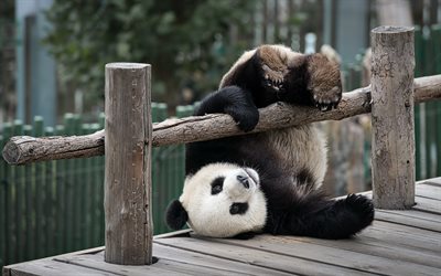 panda, zoo, schmutzige sachen, brücke, trägt