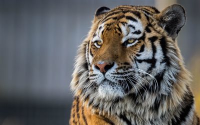 tiger, rovdjur, amur tiger