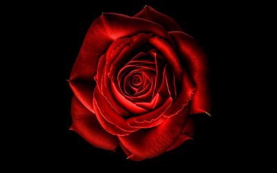 4k, 赤いバラ, ミニマリズム, 大きい, 黒い背景, 赤い花, バラ, バレンタイン・デー, 美しい花, 赤いバラの写真, バラの背景, 赤い芽
