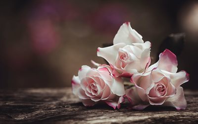 गुलाब के फूल, गुलाब, गुलदस्ता, गुलाबी गुलाब के फूल, फूलों का गुलदस्ता