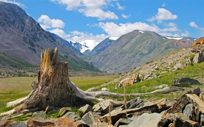 Altai, mountains, summer, rocks, stump, Russia