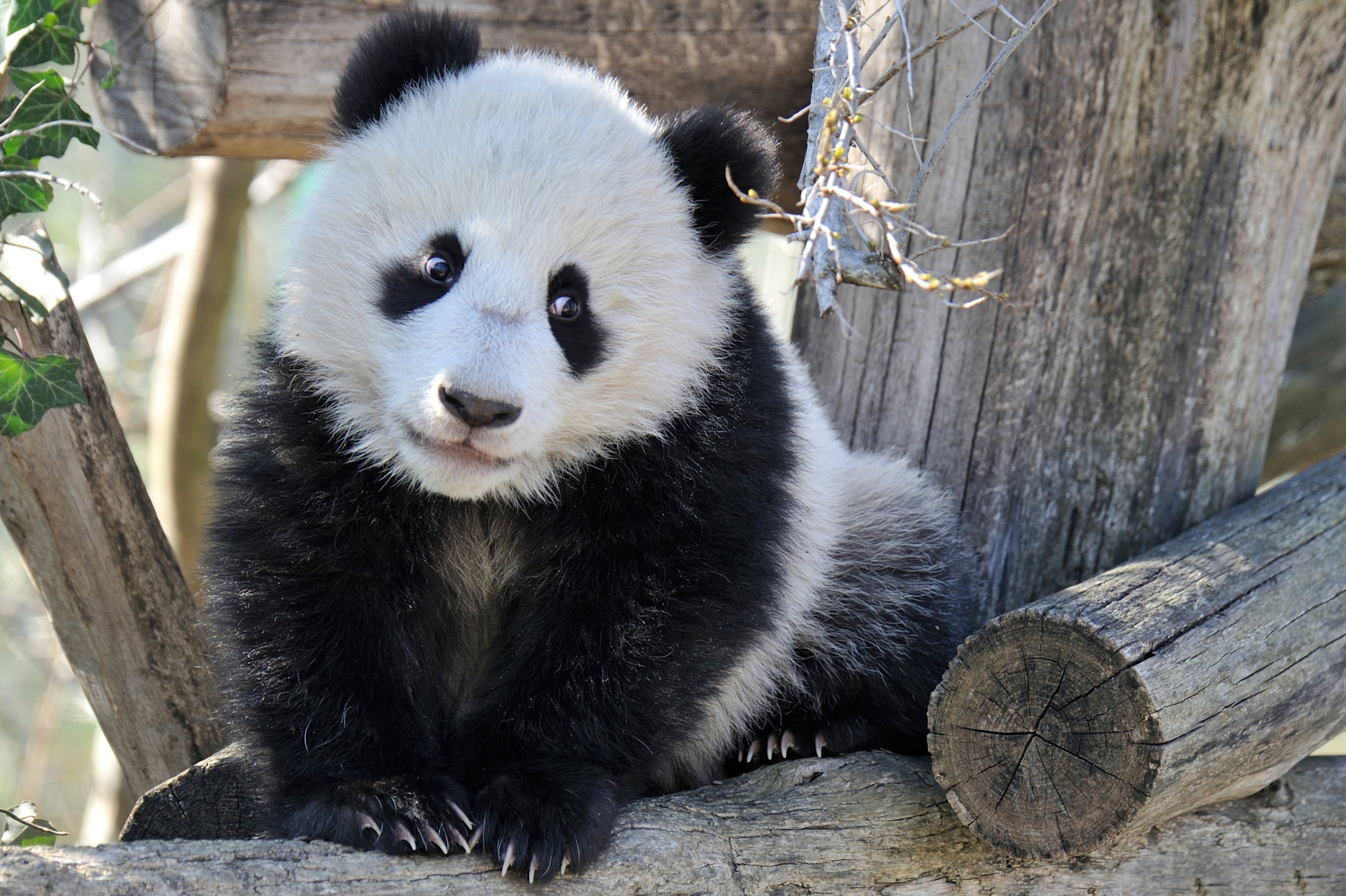 Панда. Панда обыкновенная. Медвежонок Панда. Пананджа. Милые панды.